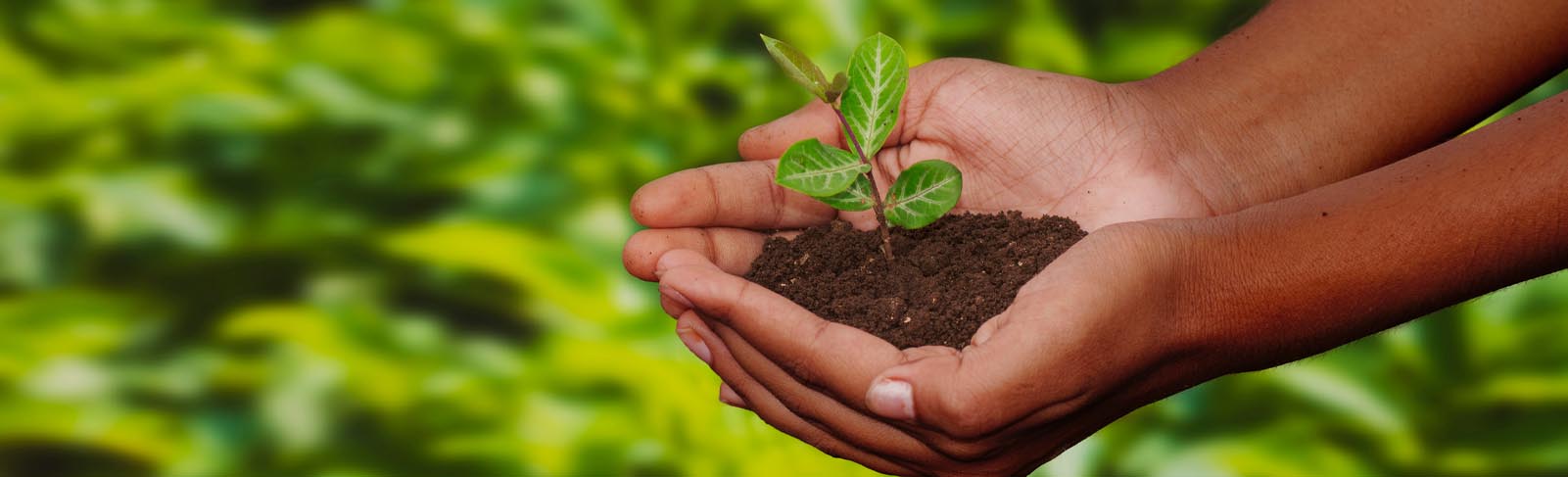 Seedling banner with image for BannerMidpageImageFullWithVideo